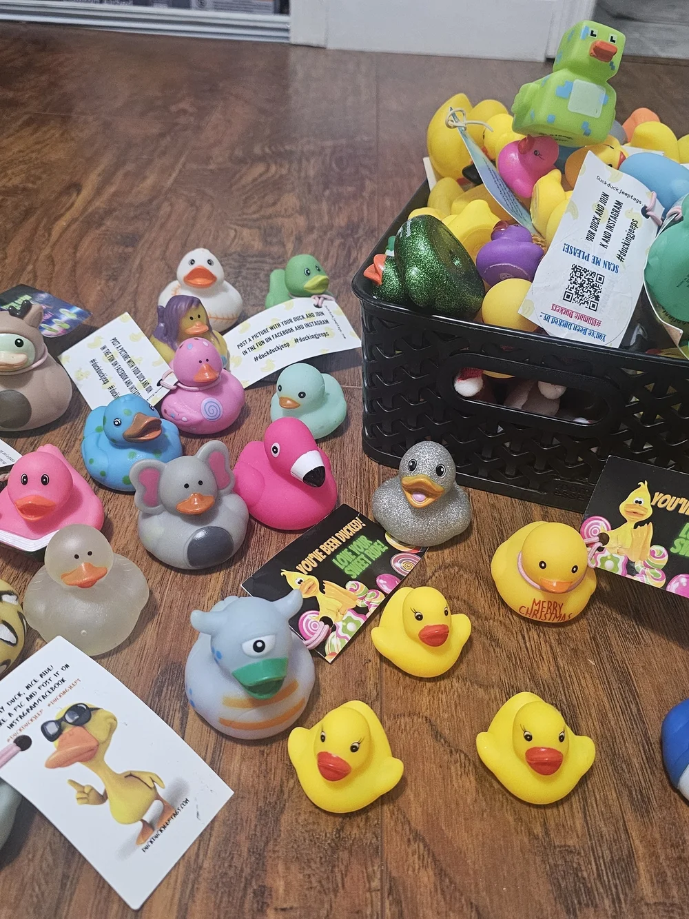 Assorted Jeeper Ducks! 🐤